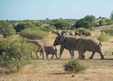 Tuli Game Reserve safari
