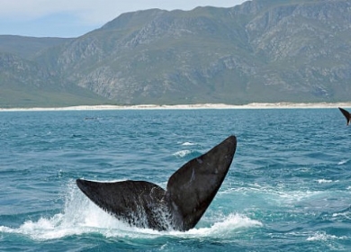Whale Coast safari