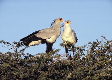 Samburu, Shaba and Buffalo Springs National Reserves safari