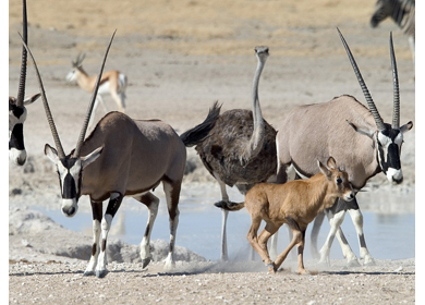 Etosha National Park safari