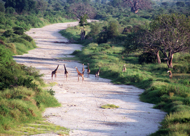Tarangire National Park safari