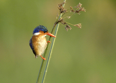 Lower Zambezi National Park safari