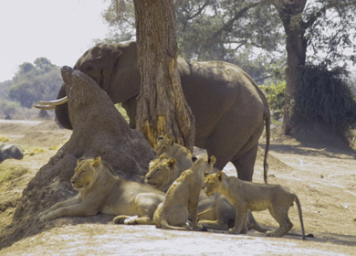 Mana Pools National Park safari