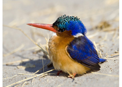 Hwange National Park safari