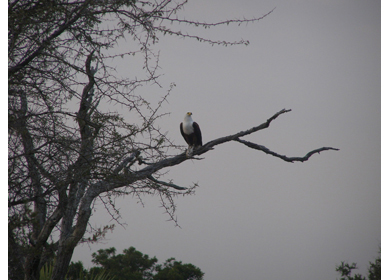 Lake Kariba (Zimbabwe) safari