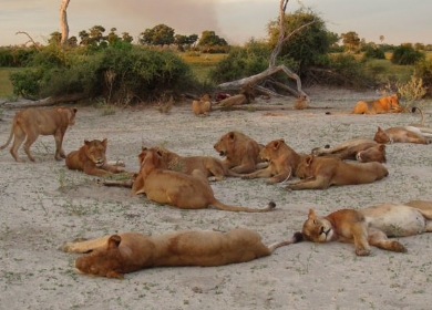 Savuti safari