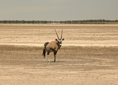 Makgadikgadi Salt Pans & Nxai Pan National Park safari
