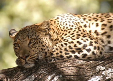 Okavango Delta safari