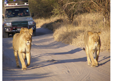 Central Kalahari National Park safari